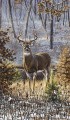 lonely whitetail